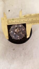 ASTROPHYTUM ASTERIAS “Purple”  Nº 1139 – vaso 09 - Imagem 5