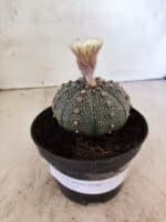 ASTROPHYTUM ASTERIAS  Nº 1080 – vaso 11 - Imagem 2