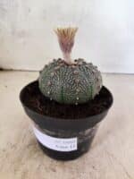 ASTROPHYTUM ASTERIAS  Nº 1080 – vaso 11 - Imagem 8