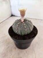 ASTROPHYTUM ASTERIAS  Nº 1080 – vaso 11 - Imagem 7