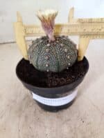 ASTROPHYTUM ASTERIAS  Nº 1080 – vaso 11 - Imagem 4