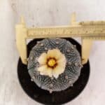 ASTROPHYTUM ASTERIAS  Nº 1080 – vaso 11