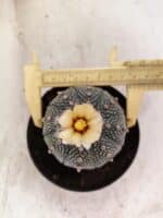 ASTROPHYTUM ASTERIAS  Nº 1080 – vaso 11