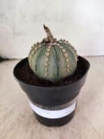 MATRIZ ASTROPHYTUM ASTERIAS Nº 1081 – vaso 15 - Imagem 2