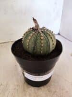MATRIZ ASTROPHYTUM ASTERIAS Nº 1081 – vaso 15 - Imagem 8