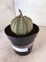MATRIZ ASTROPHYTUM ASTERIAS Nº 1081 – vaso 15 - Imagem 7