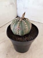 MATRIZ ASTROPHYTUM ASTERIAS Nº 1081 – vaso 15 - Imagem 6