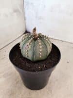 MATRIZ ASTROPHYTUM ASTERIAS Nº 1081 – vaso 15 - Imagem 5