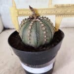MATRIZ ASTROPHYTUM ASTERIAS Nº 1081 – vaso 15