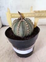 MATRIZ ASTROPHYTUM ASTERIAS Nº 1081 – vaso 15