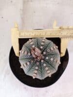 MATRIZ ASTROPHYTUM ASTERIAS Nº 1081 – vaso 15 - Imagem 3