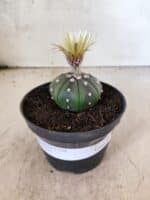 MATRIZ ASTROPHYTUM ASTERIAS "NUDUM" Nº 1082 – vaso 11 - Imagem 2