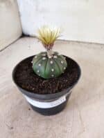 MATRIZ ASTROPHYTUM ASTERIAS "NUDUM" Nº 1082 – vaso 11 - Imagem 8