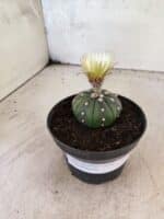 MATRIZ ASTROPHYTUM ASTERIAS "NUDUM" Nº 1082 – vaso 11 - Imagem 7