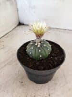 MATRIZ ASTROPHYTUM ASTERIAS "NUDUM" Nº 1082 – vaso 11 - Imagem 6