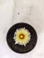 MATRIZ ASTROPHYTUM ASTERIAS "NUDUM" Nº 1082 – vaso 11 - Imagem 3