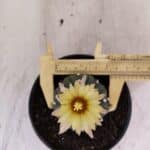 MATRIZ ASTROPHYTUM ASTERIAS "NUDUM" Nº 1082 – vaso 11