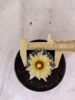 MATRIZ ASTROPHYTUM ASTERIAS "NUDUM" Nº 1082 – vaso 11