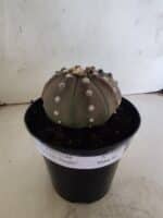 ASTROPHYTUM ASTERIAS “Purple”  Nº 1086 – vaso 15 - Imagem 2