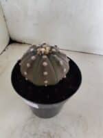 ASTROPHYTUM ASTERIAS “Purple”  Nº 1086 – vaso 15 - Imagem 8