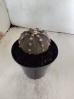 ASTROPHYTUM ASTERIAS “Purple”  Nº 1086 – vaso 15 - Imagem 7