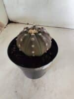 ASTROPHYTUM ASTERIAS “Purple”  Nº 1086 – vaso 15 - Imagem 6