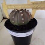 ASTROPHYTUM ASTERIAS “Purple”  Nº 1086 – vaso 15