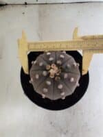 ASTROPHYTUM ASTERIAS “Purple”  Nº 1086 – vaso 15 - Imagem 5