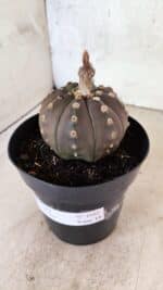 ASTROPHYTUM ASTERIAS “Purple”  Nº 1088 – vaso 15 - Imagem 9