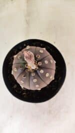 ASTROPHYTUM ASTERIAS “Purple”  Nº 1088 – vaso 15 - Imagem 3