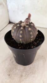 ASTROPHYTUM ASTERIAS “Purple”  Nº 1088 – vaso 15 - Imagem 8