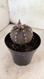 ASTROPHYTUM ASTERIAS “Purple”  Nº 1088 – vaso 15 - Imagem 7