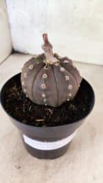ASTROPHYTUM ASTERIAS “Purple”  Nº 1088 – vaso 15 - Imagem 6