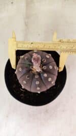 ASTROPHYTUM ASTERIAS “Purple”  Nº 1088 – vaso 15 - Imagem 5