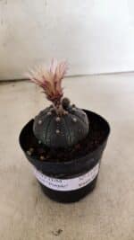 ASTROPHYTUM ASTERIAS “Purple”  Nº 1138 – vaso 09 - Imagem 2