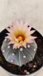 ASTROPHYTUM ASTERIAS “Purple”  Nº 1138 – vaso 09 - Imagem 8