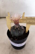 ASTROPHYTUM ASTERIAS “Purple”  Nº 1138 – vaso 09 - Imagem 4