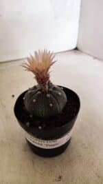 ASTROPHYTUM ASTERIAS “Purple”  Nº 1138 – vaso 09 - Imagem 12