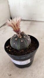 ASTROPHYTUM ASTERIAS “Purple”  Nº 1138 – vaso 09 - Imagem 11