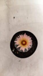 ASTROPHYTUM ASTERIAS “Purple”  Nº 1138 – vaso 09 - Imagem 3