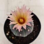 ASTROPHYTUM ASTERIAS “Purple”  Nº 1138 – vaso 09