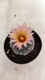 ASTROPHYTUM ASTERIAS “Purple”  Nº 1138 – vaso 09