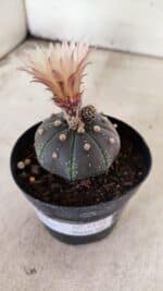 ASTROPHYTUM ASTERIAS “Purple”  Nº 1138 – vaso 09 - Imagem 10