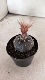 ASTROPHYTUM ASTERIAS “Purple”  Nº 1138 – vaso 09 - Imagem 9