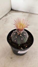 ASTROPHYTUM ASTERIAS “Purple”  Nº 1138 – vaso 09 - Imagem 6