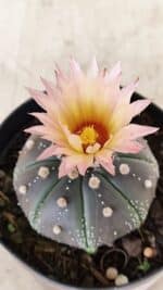 ASTROPHYTUM ASTERIAS “Purple”  Nº 1138 – vaso 09 - Imagem 5