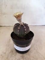 ASTROPHYTUM ASTERIAS “Purple”  Nº 1150 – vaso 09 - Imagem 2