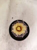 ASTROPHYTUM ASTERIAS “Purple”  Nº 1150 – vaso 09 - Imagem 3