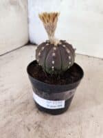 ASTROPHYTUM ASTERIAS “Purple”  Nº 1150 – vaso 09 - Imagem 7