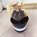 ASTROPHYTUM ASTERIAS “Purple”  Nº 1150 – vaso 09